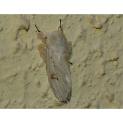 /filer/webapps/moths/media/images/V/varipes_Naroma_A_Jorpeland.jpg