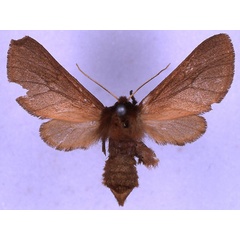 /filer/webapps/moths/media/images/S/schoutedeni_Metarctia_NAT_BMNH_01.jpg