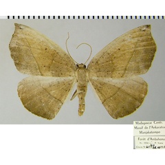 /filer/webapps/moths/media/images/M/modesta_Epigynopteryx_AF_ZSM.jpg
