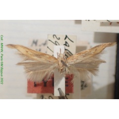 /filer/webapps/moths/media/images/P/portieri_Metzneria_HT_MNHN.jpg