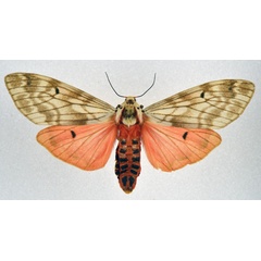 /filer/webapps/moths/media/images/R/rhodophaea_Teracotona_AF_NHMO.jpg