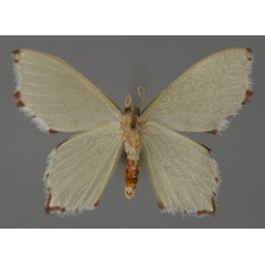 /filer/webapps/moths/media/images/M/minutaria_Gonochlora_A_ZSM_02.jpg