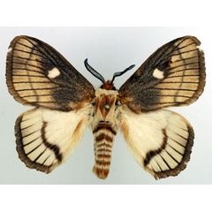 /filer/webapps/moths/media/images/O/ocellaris_Strigivenifera_AM_Basquin_01.jpg