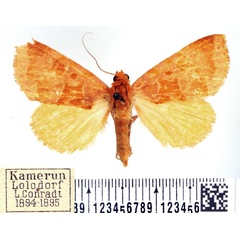 /filer/webapps/moths/media/images/L/lutea_Marcipalina_AF_BMNH_01.jpg