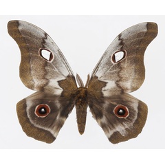 /filer/webapps/moths/media/images/M/macrothyris_Gonimbrasia_AM_Basquin.jpg