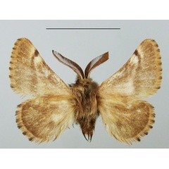 /filer/webapps/moths/media/images/C/capensis_Chondrostegoides_AM_TMSA.jpg