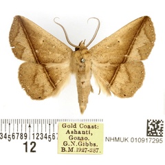 /filer/webapps/moths/media/images/S/straminilinea_Ugia_AM_BMNH.jpg