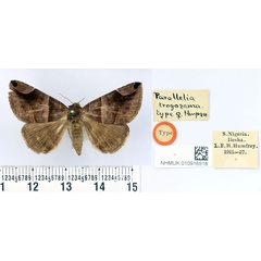 /filer/webapps/moths/media/images/T/trogosema_Parallelia_HT_BMNH.jpg