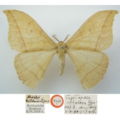 /filer/webapps/moths/media/images/S/sabulosa_Tagoropsis_HT_NHMUK.jpg
