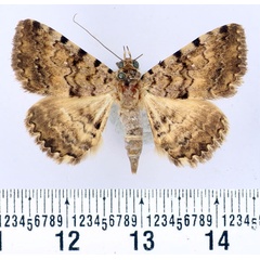 /filer/webapps/moths/media/images/S/smithii_Beriodesma_AM_BMNH.jpg