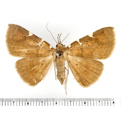 /filer/webapps/moths/media/images/T/trinotata_Capnodes_AF_BMNH.jpg