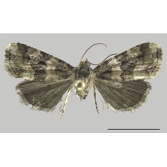 /filer/webapps/moths/media/images/B/bicolora_Ozarba_AM_ZMJU.jpg