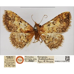 /filer/webapps/moths/media/images/R/rhodotrichia_Cerynea_HT_NHMUK.jpg