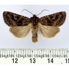 /filer/webapps/moths/media/images/T/tortirena_Tycomarptes_AM_BMNH.jpg