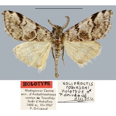 /filer/webapps/moths/media/images/R/robinsoni_Noliproctis_HT_MNHN.jpg