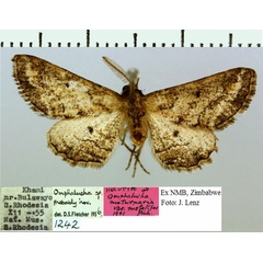 /filer/webapps/moths/media/images/M/metallifer_Omphalucha_HT_NM.jpg