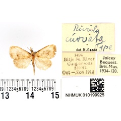 /filer/webapps/moths/media/images/C/curvata_Rivula_HT_BMNH.jpg