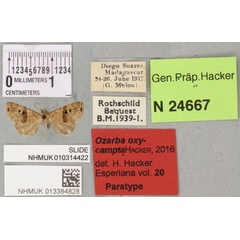 /filer/webapps/moths/media/images/O/oxycampta_Ozarba_PTF_BMNH_02a.jpg