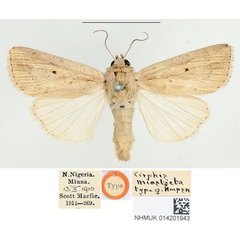 /filer/webapps/moths/media/images/M/miasticta_Cirphis_HT_BMNH.jpg