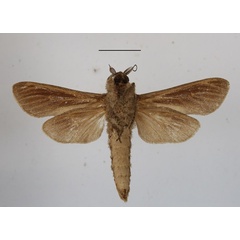/filer/webapps/moths/media/images/O/okovangae_Phragmataecia_A_MGCLb.JPG