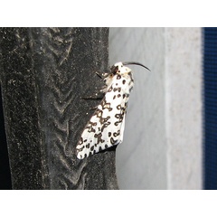 /filer/webapps/moths/media/images/M/maculosa_Alpenus_A_Goff_01.jpg