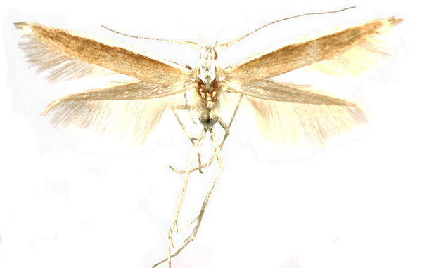 /filer/webapps/moths/media/images/A/aarviki_Coleophora_PTF_ZMHB.jpg