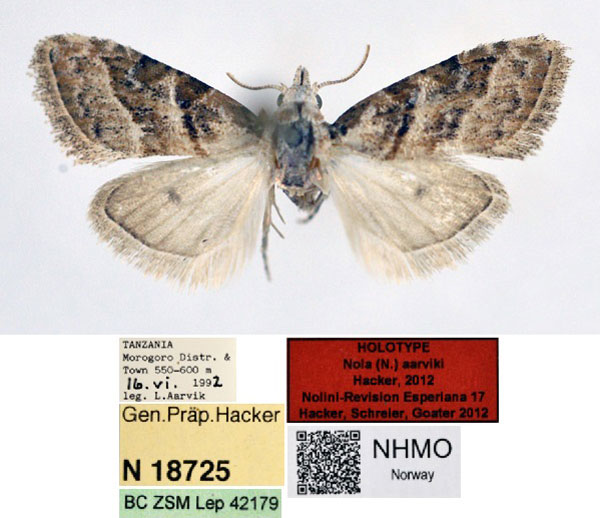 /filer/webapps/moths/media/images/A/aarviki_Nola_HT_NHMO.jpg