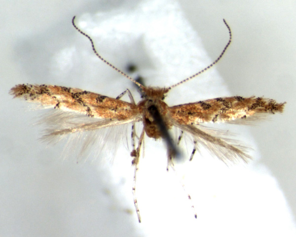 /filer/webapps/moths/media/images/A/aarviki_Phyllonorycter_HT_RMCA.jpg
