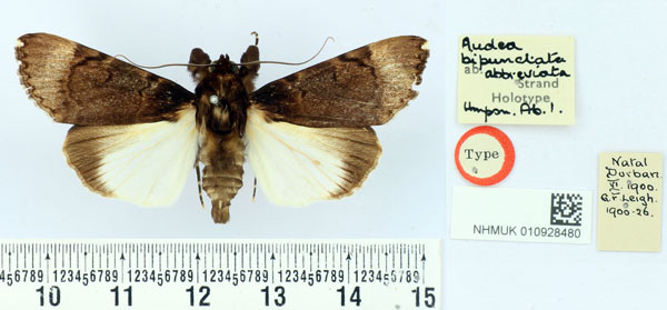 /filer/webapps/moths/media/images/A/abbreviata_Audea_HT_BMNH.jpg