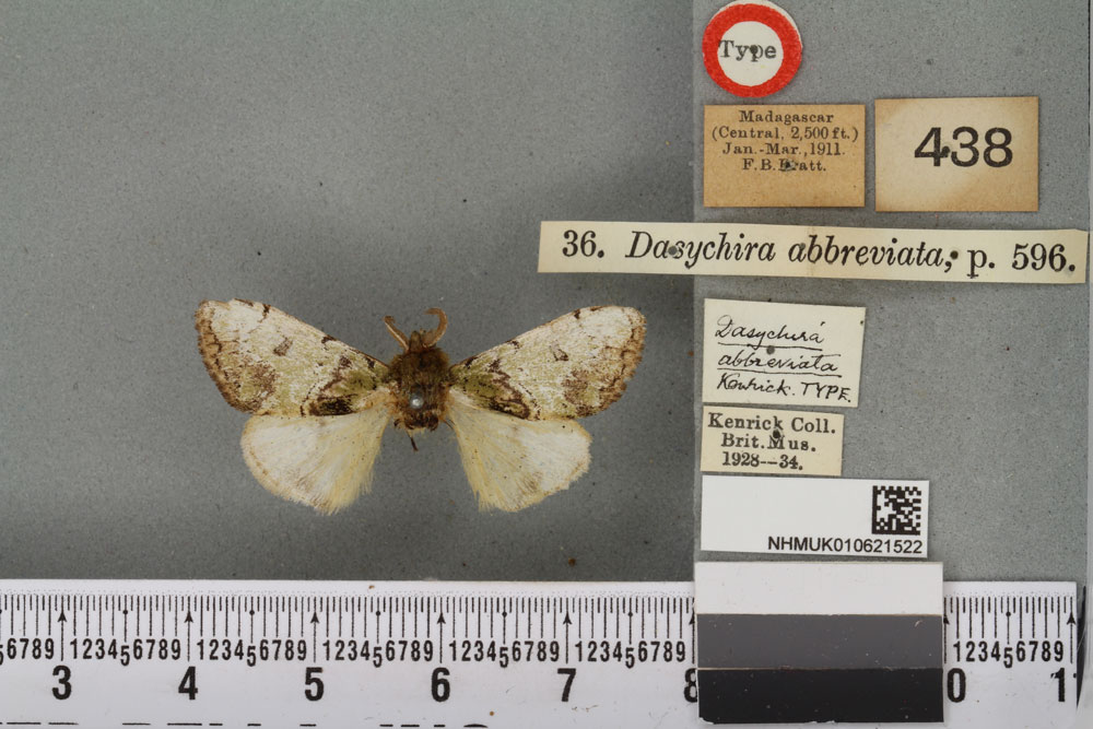 /filer/webapps/moths/media/images/A/abbreviata_Dasychira_HT_BMNHa.jpg