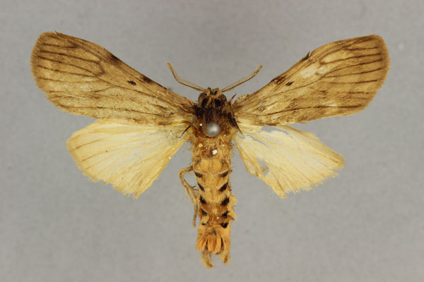 /filer/webapps/moths/media/images/A/abdominalis_Stenarctia_HT_BMNH.jpg