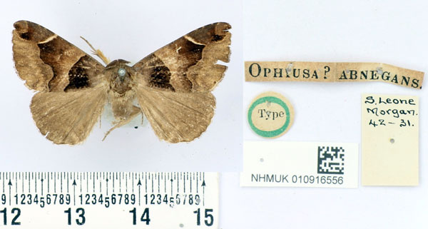 /filer/webapps/moths/media/images/A/abnegans_Ophiusa_HT_BMNH.jpg