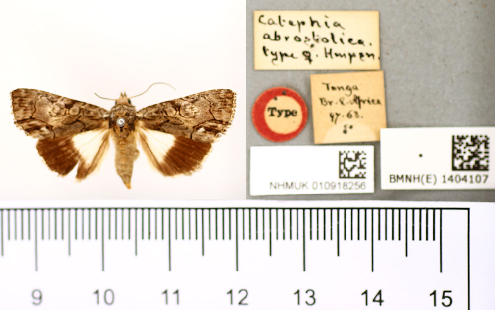 /filer/webapps/moths/media/images/A/abrostolica_Catephia_HT_BMNH.jpg