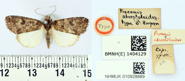 /filer/webapps/moths/media/images/A/abrostoloides_Proconis_HT_BMNH.jpg