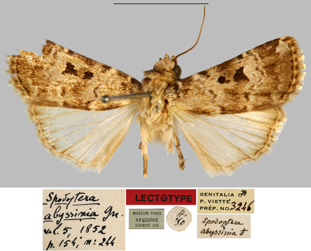 /filer/webapps/moths/media/images/A/abyssinia_Spodoptera_LT_MNHN.jpg
