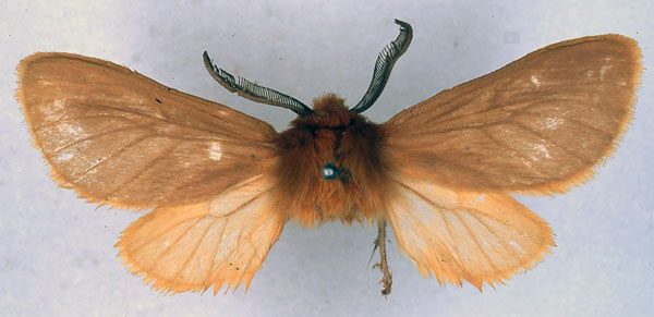 /filer/webapps/moths/media/images/A/abyssinibia_Metarctia_HT_BMNH_01.jpg