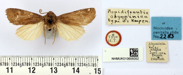 /filer/webapps/moths/media/images/A/abyssinica_Aspidifrontia_HT_BMNH.jpg