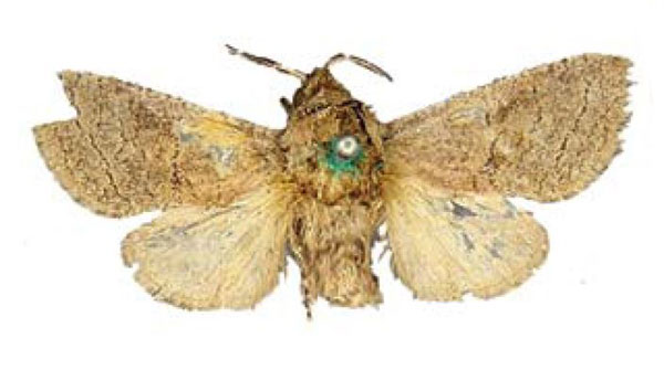 /filer/webapps/moths/media/images/A/abyssinica_Cossus_HT_BMNH.jpg