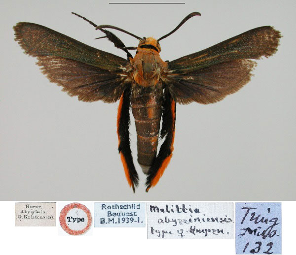 /filer/webapps/moths/media/images/A/abyssiniensis_Melittia_HT_BMNH.jpg