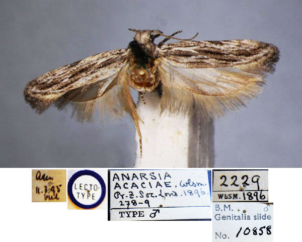 /filer/webapps/moths/media/images/A/acaciae_Anarsia_LT_BMNH.jpg