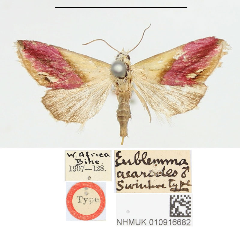 /filer/webapps/moths/media/images/A/acarodes_Eublemma_HT_BMNH.jpg