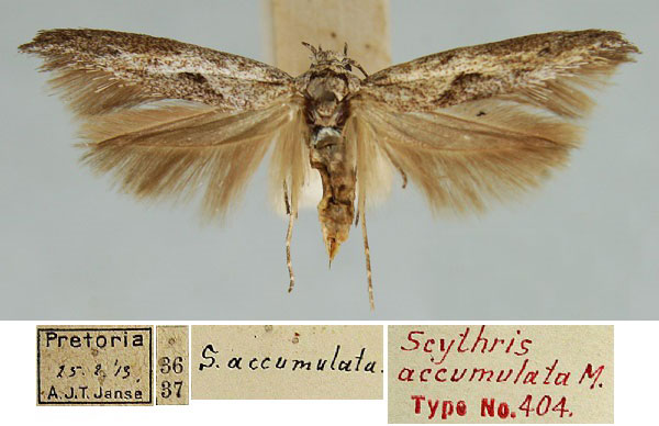 /filer/webapps/moths/media/images/A/accumulata_Scythris_HT_TMSA.jpg