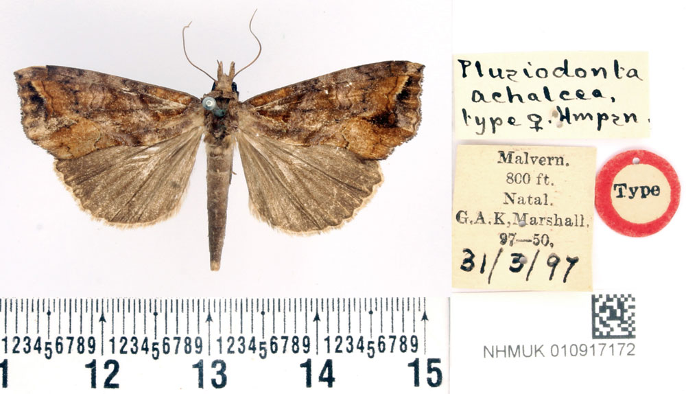 /filer/webapps/moths/media/images/A/achalcea_Plusiodonta_HT_BMNH.jpg