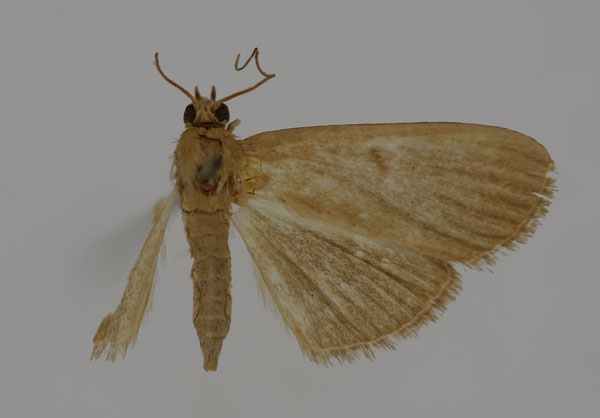 /filer/webapps/moths/media/images/A/achromalis_Syllepte_HT_BMNH.jpg