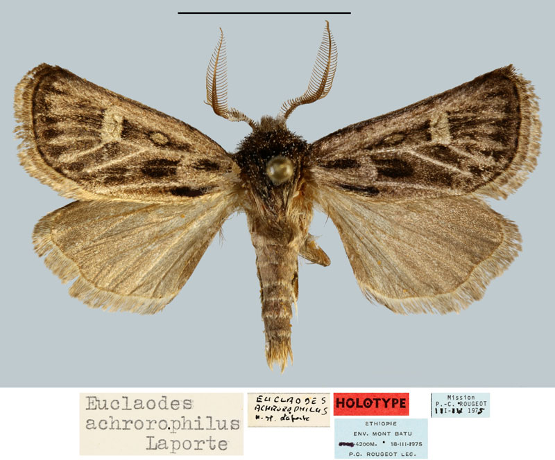 /filer/webapps/moths/media/images/A/achrorophilus_Eucladodes_HT_MNHNa.jpg