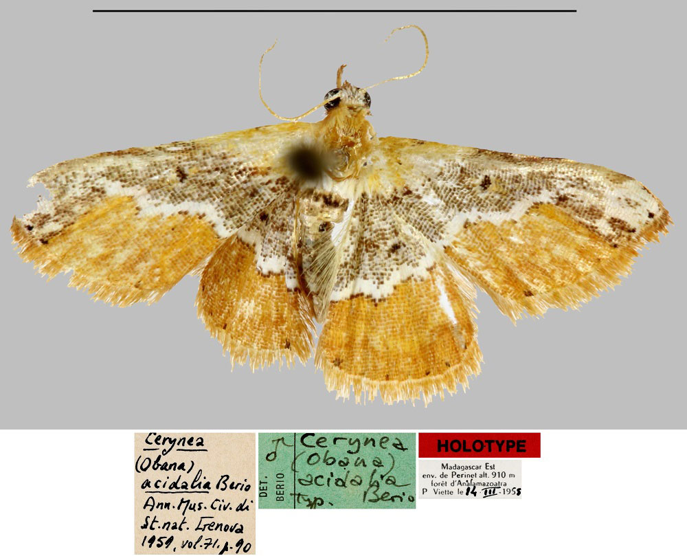 /filer/webapps/moths/media/images/A/acidalia_Cerynea_HT_MNHN.jpg