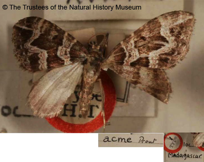 /filer/webapps/moths/media/images/A/acme_Coenotephria_HT_BMNH.jpg