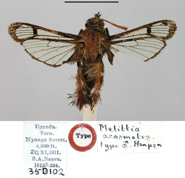 /filer/webapps/moths/media/images/A/acosmetes_Melittia_HT_BMNH.jpg