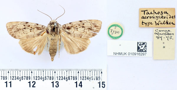 /filer/webapps/moths/media/images/A/acronyctoides_Tachosa_HT_BMNH.jpg