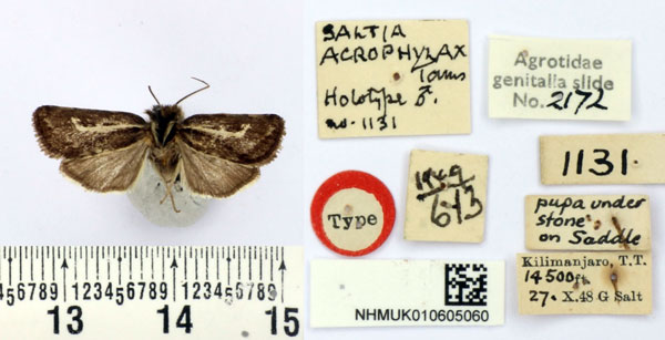 /filer/webapps/moths/media/images/A/acrophylax_Saltia_HT_BMNH.jpg